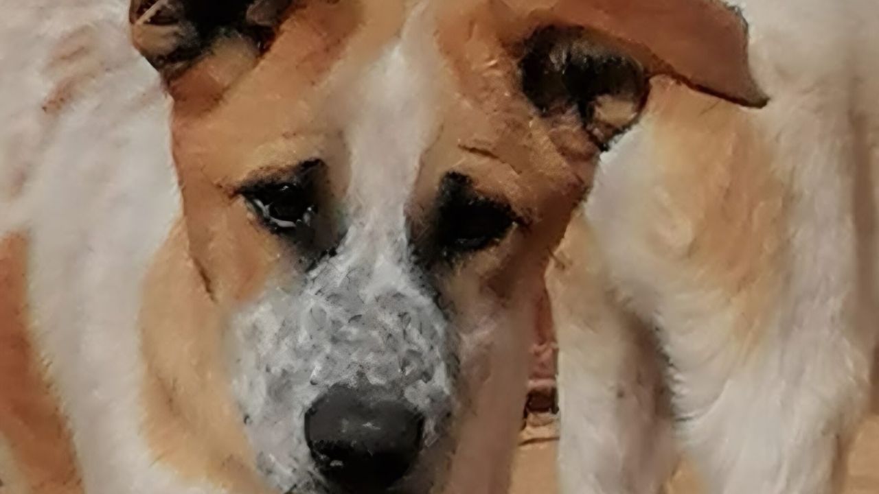 GUSTAV