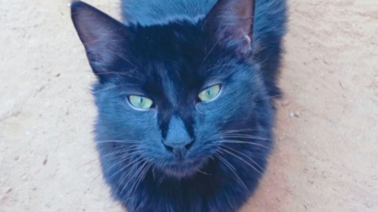 SYLVESTER
