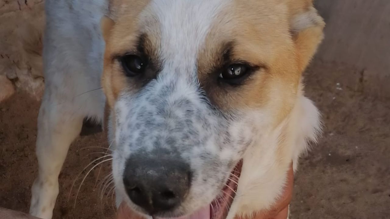 BRUNO
