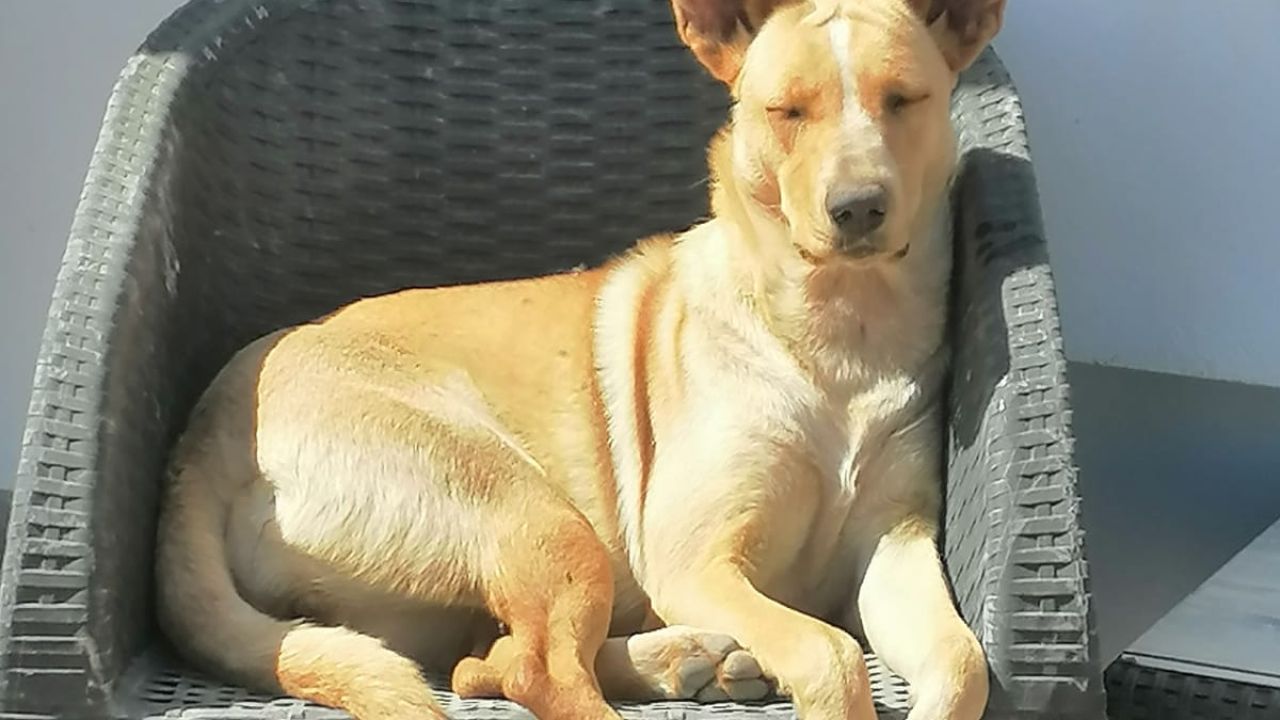 TIBA
