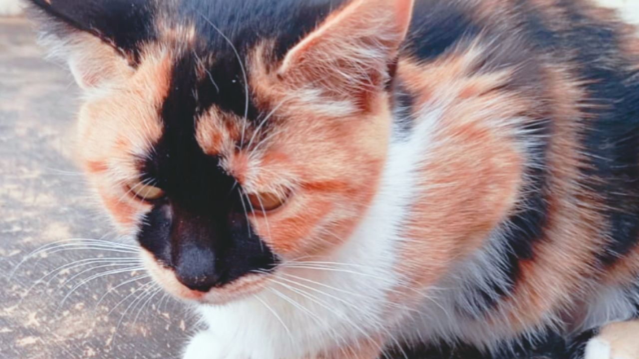 MOUNA
