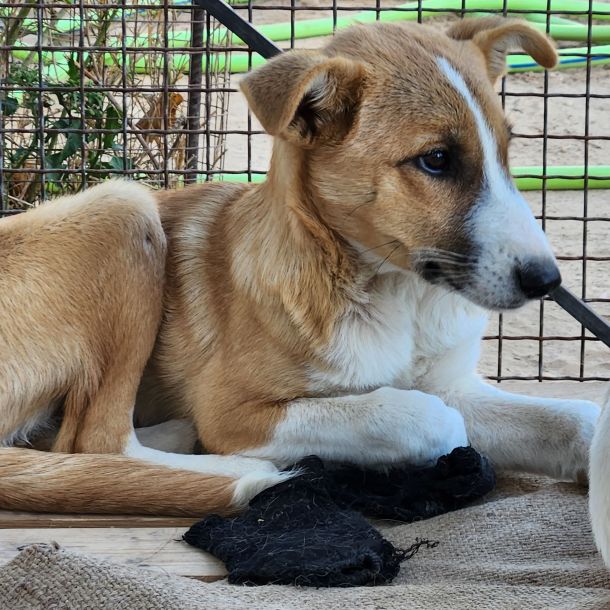 Tierhilfe Djerba - Maison d’Espoir - Hunde