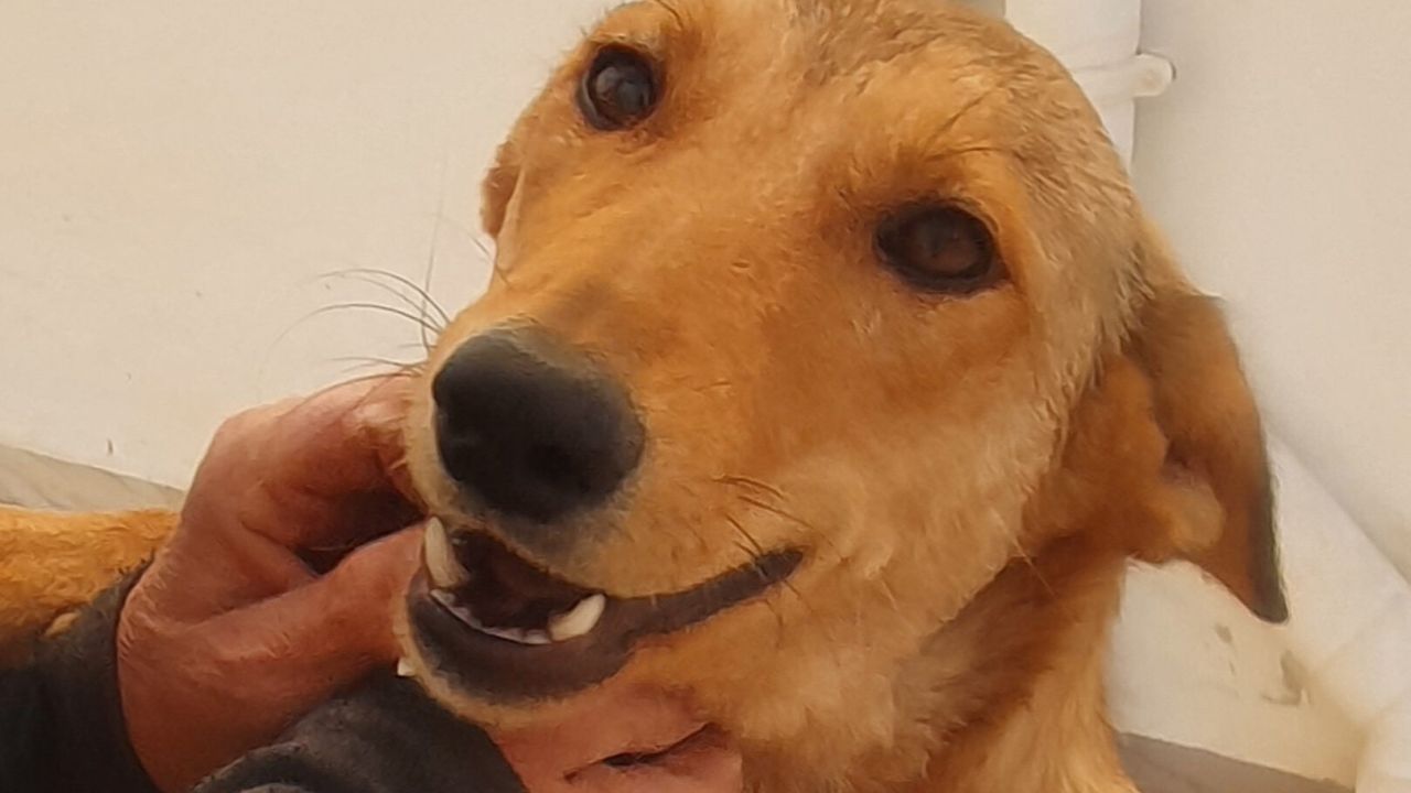 FENJA