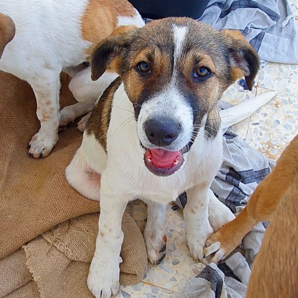 Tierhilfe Djerba - Maison d’Espoir - Hunde