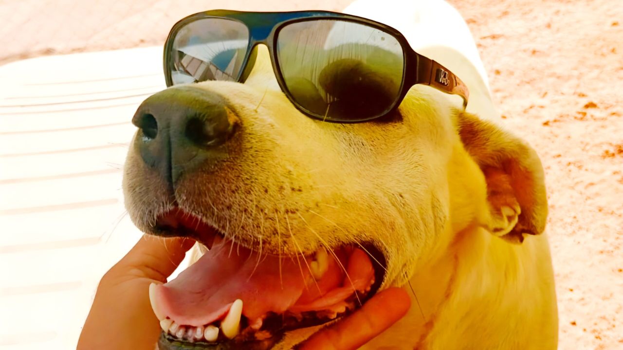 Taio