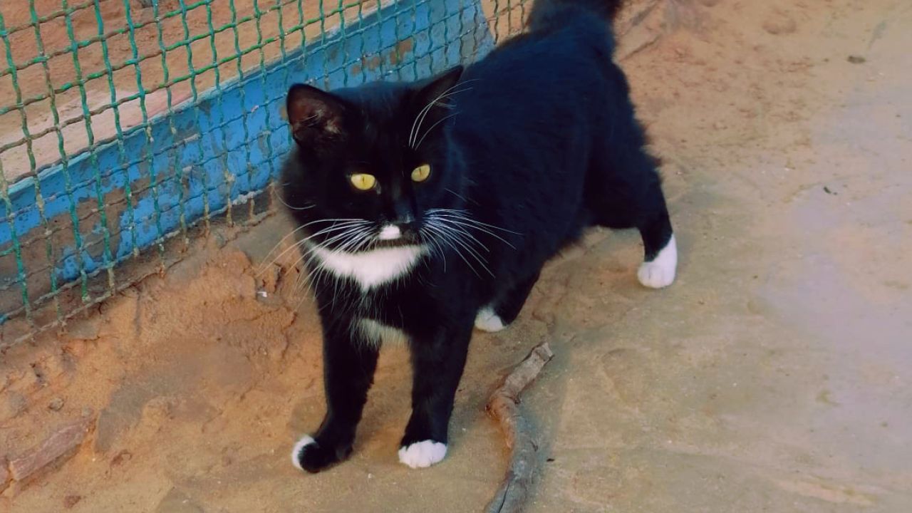 SAMMY