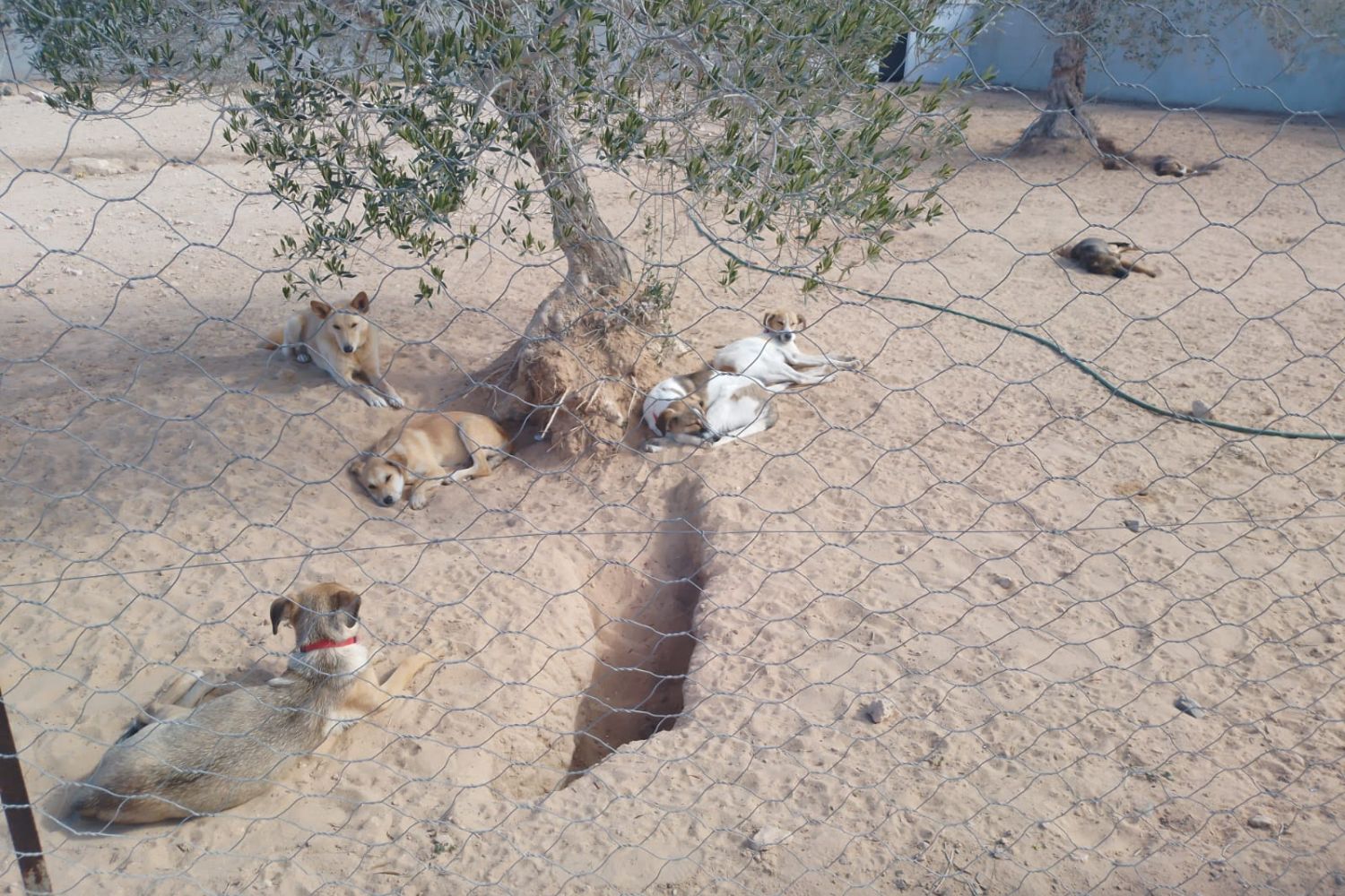 Maison D'Espoir - Tierhilfe Djerba Paten & Spenden