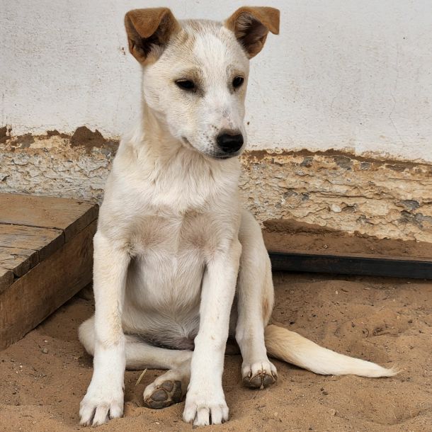 Tierhilfe Djerba - Maison d’Espoir - Hunde