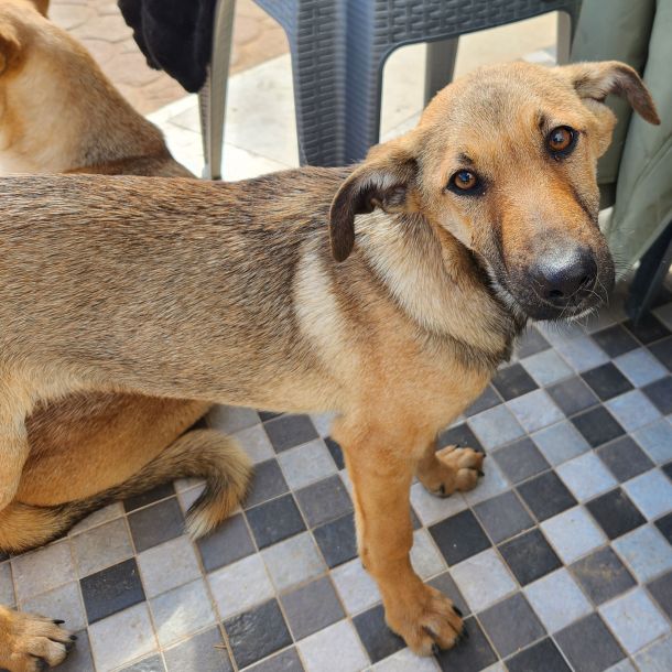 Tierhilfe Djerba - Maison d’Espoir - Hunde