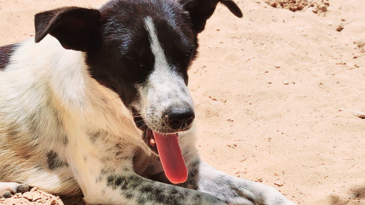 MILO