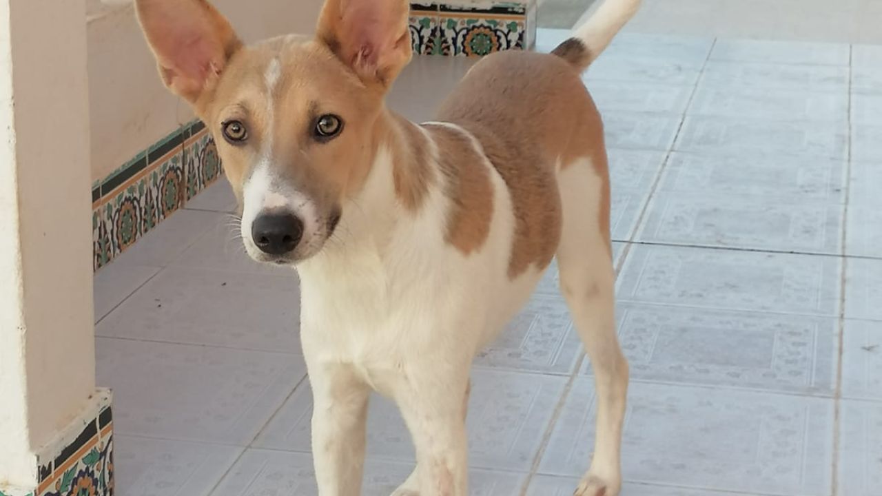 SADI