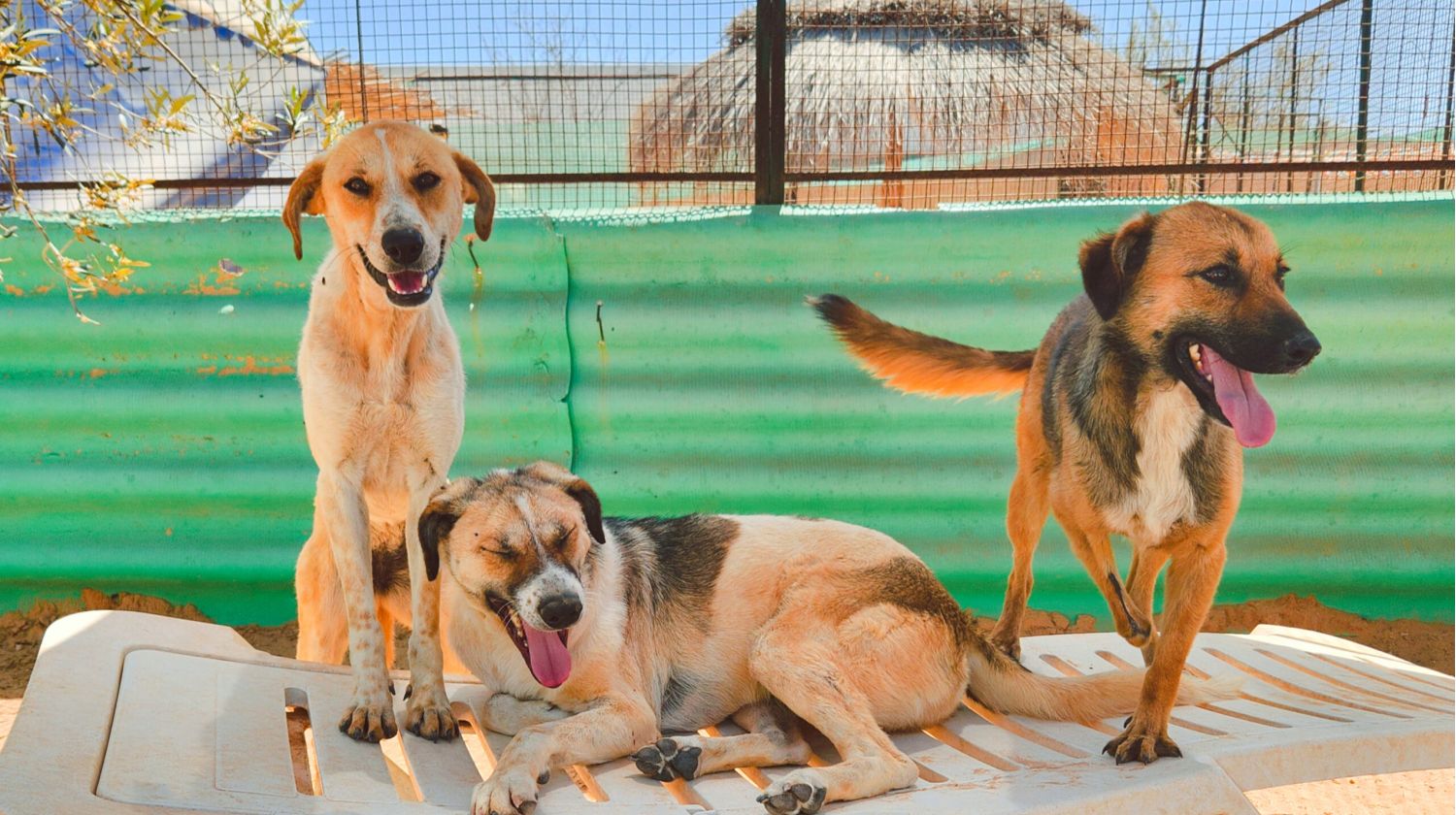 Maison D'Espoir - Tierhilfe Djerba Paten & Spenden