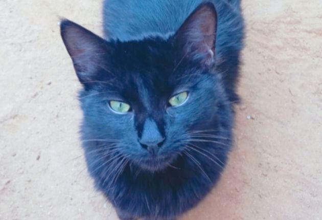SYLVESTER