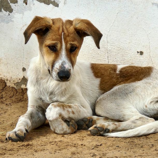 Tierhilfe Djerba - Maison d’Espoir - Hunde