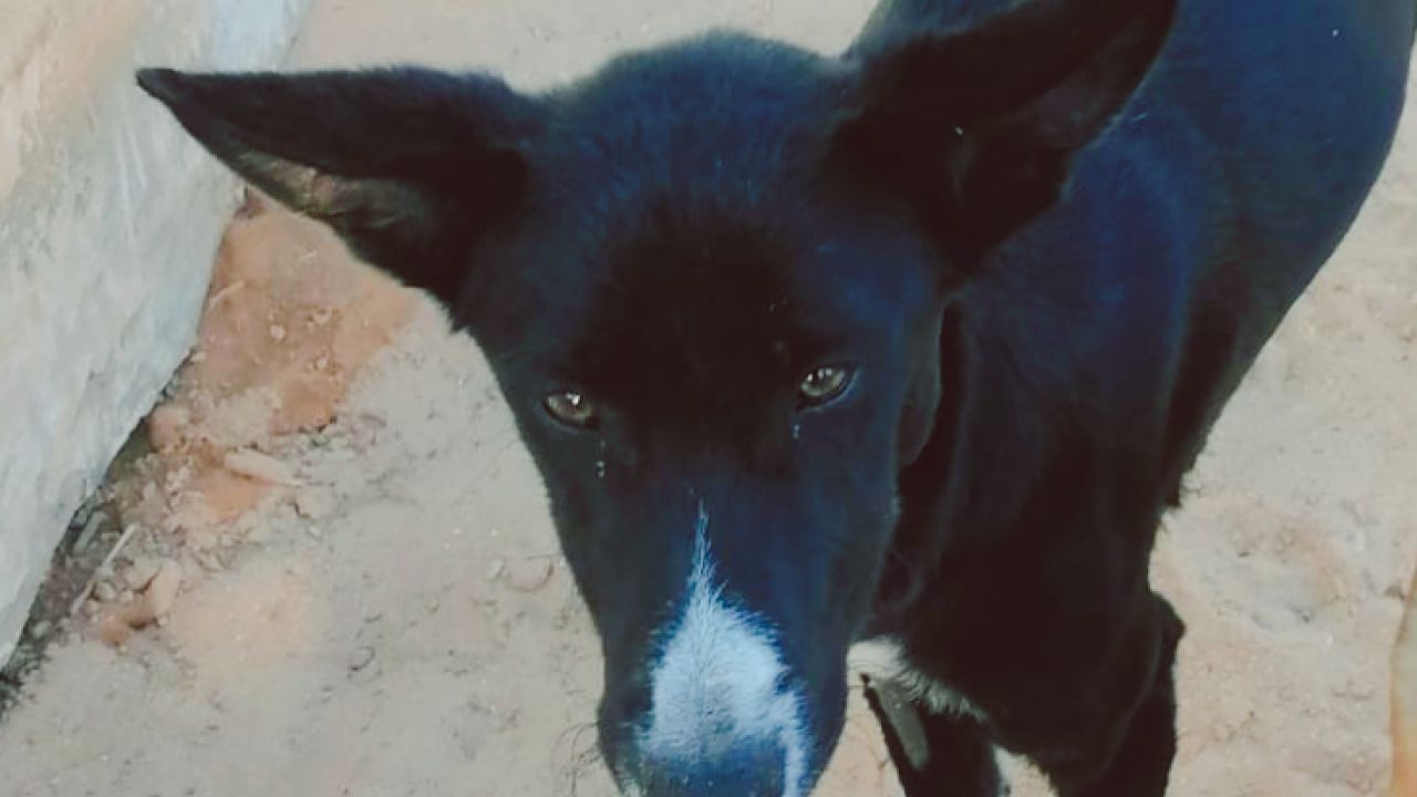 NASIA