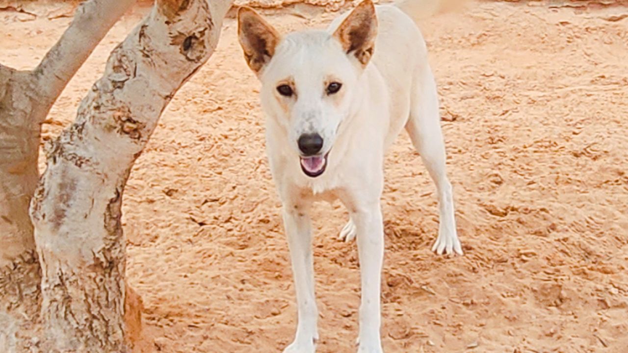 SYRA