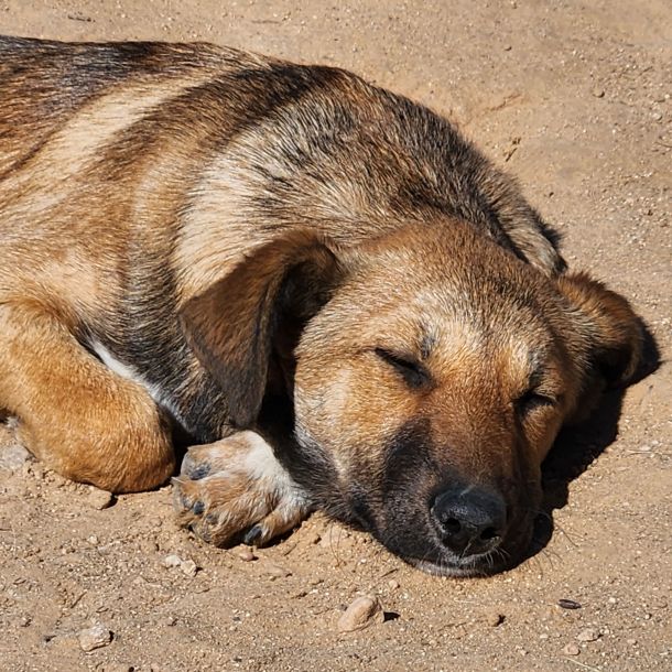 Tierhilfe Djerba - Maison d’Espoir - Hunde