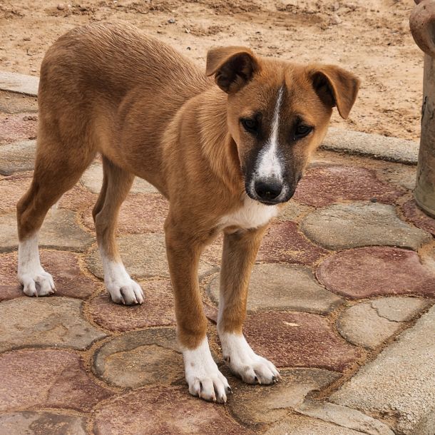 Tierhilfe Djerba - Maison d’Espoir - Hunde