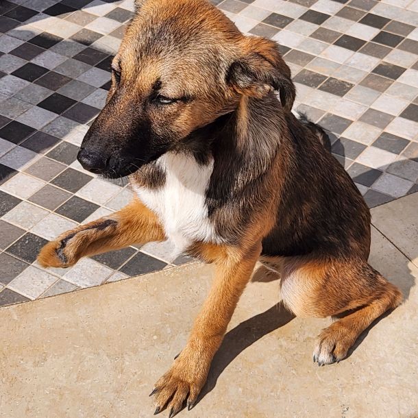 Tierhilfe Djerba - Maison d’Espoir - Hunde